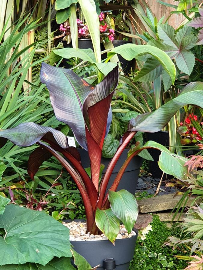 Tropical Garden Oasis Rooms Birmingham Extérieur photo