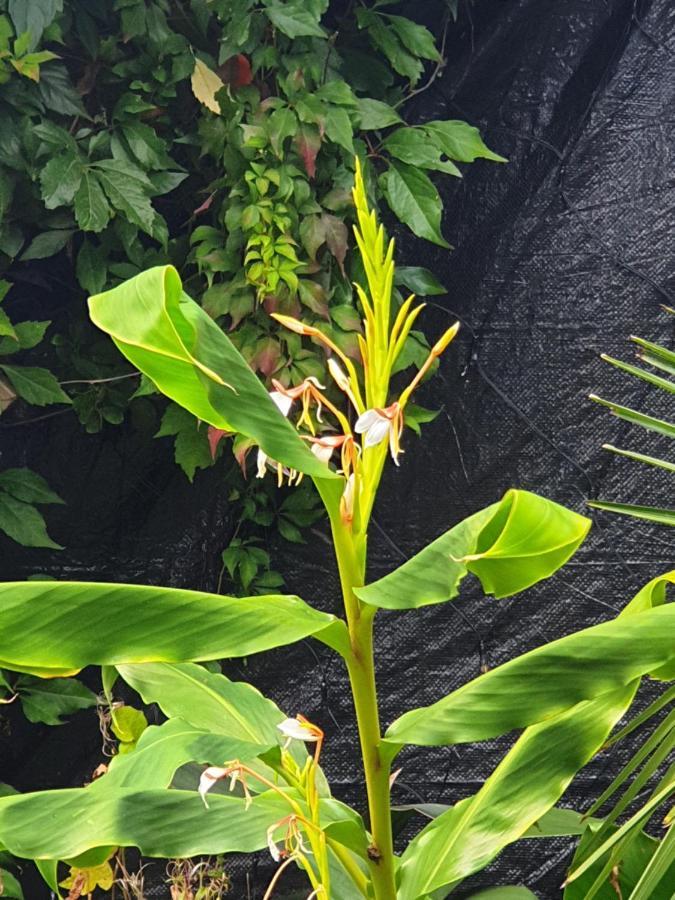 Tropical Garden Oasis Rooms Birmingham Extérieur photo