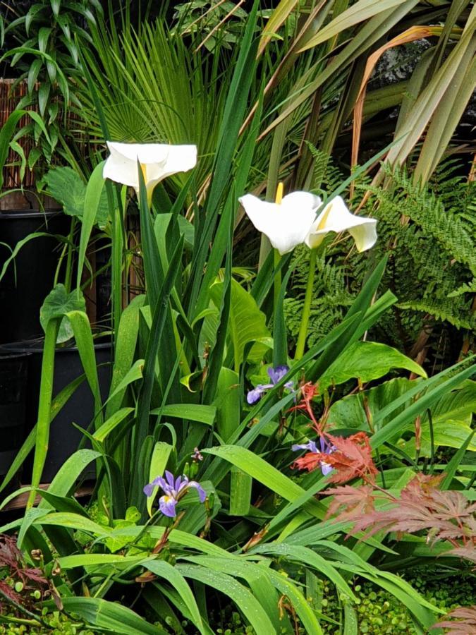Tropical Garden Oasis Rooms Birmingham Extérieur photo