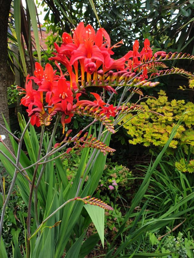Tropical Garden Oasis Rooms Birmingham Extérieur photo