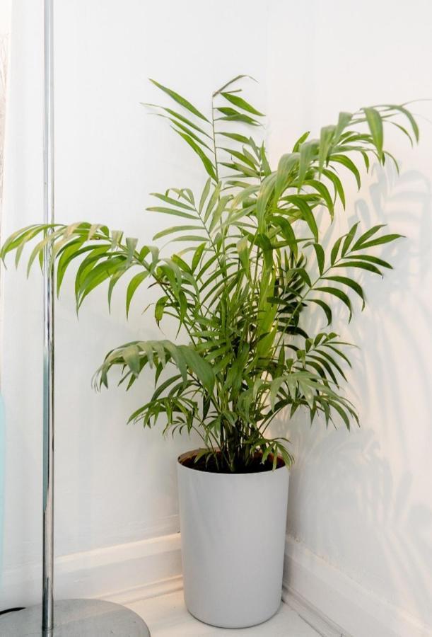 Tropical Garden Oasis Rooms Birmingham Extérieur photo